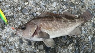 Thumbnail of post image 071